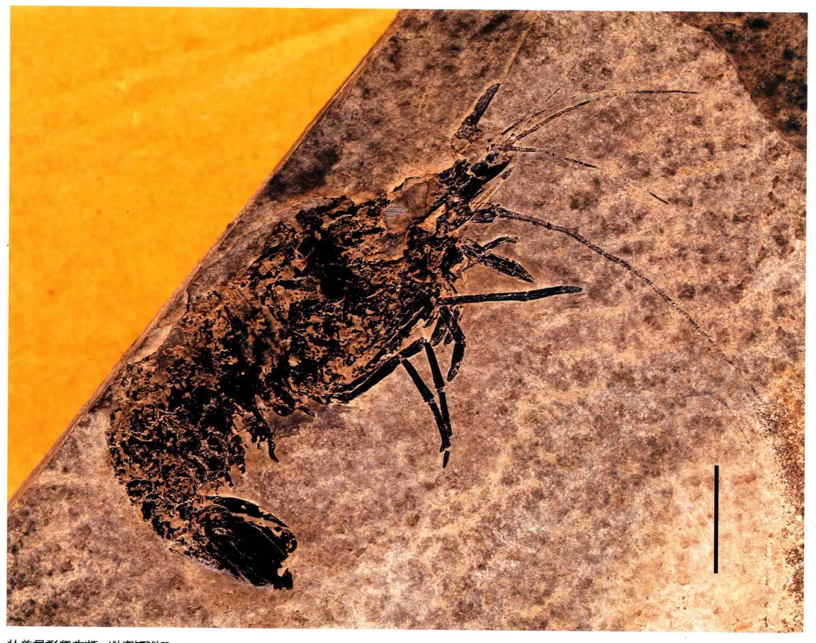 Distaeger prodigiosus, a Triassic marine reptile fossil from Luoping.