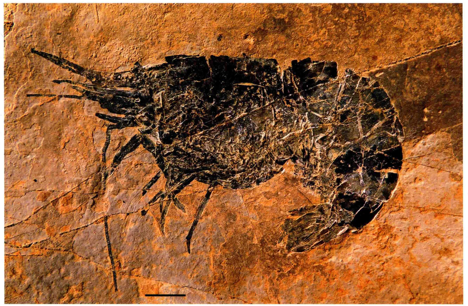 Distaeger prodigiosus, a Triassic marine reptile fossil from Luoping.