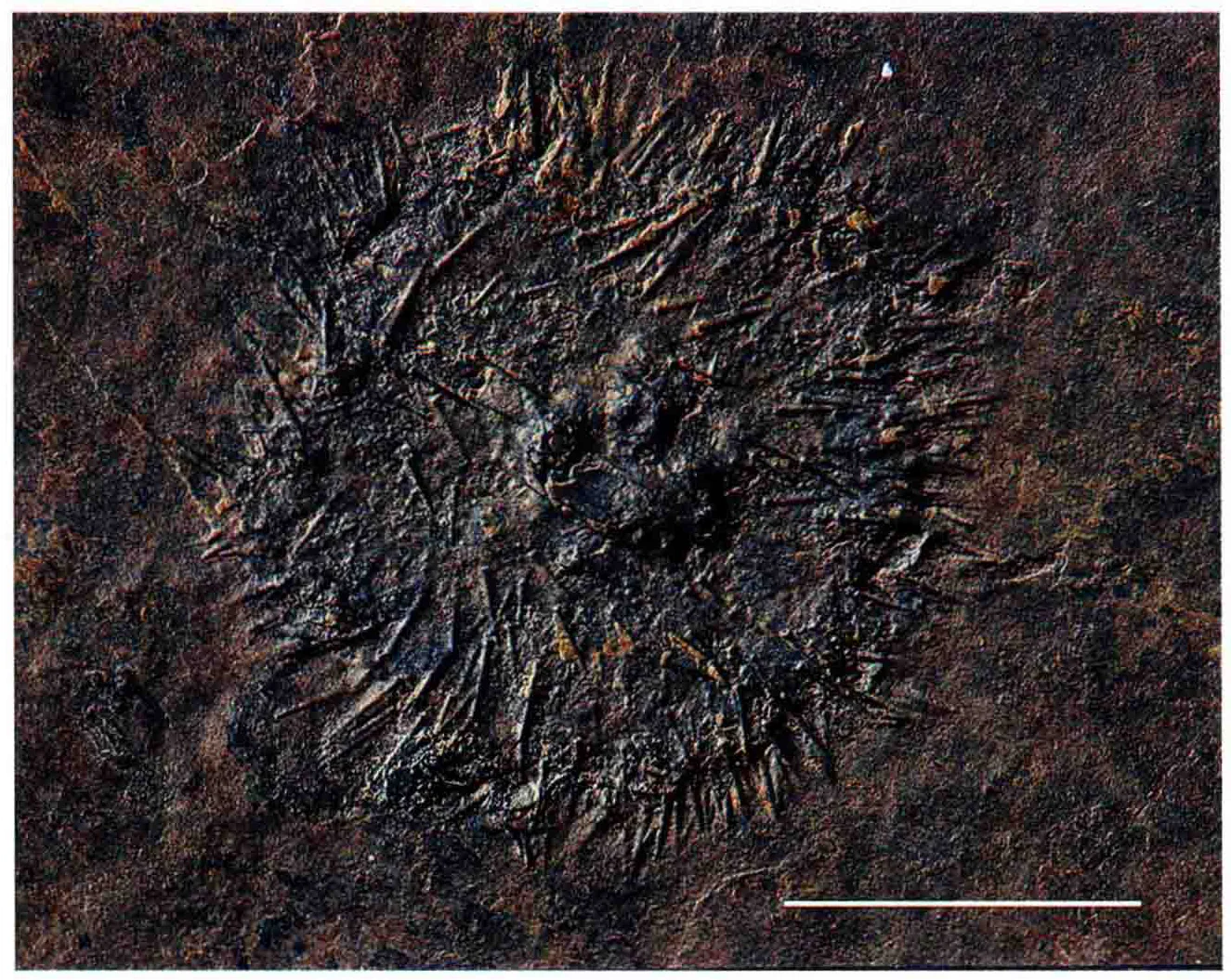 Echinoidea sp., a Triassic marine reptile fossil from Luoping.