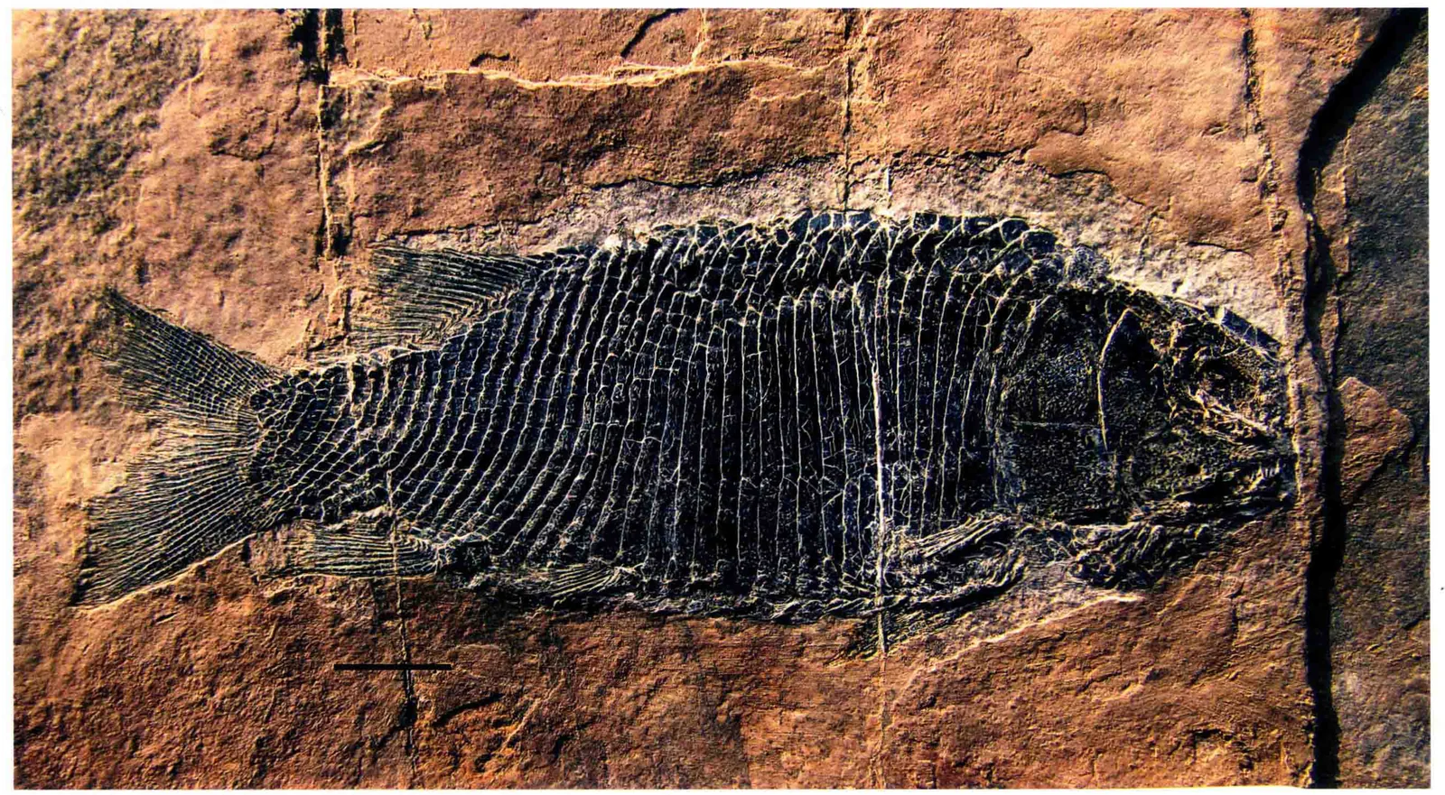 Fuyuanperleidus dengi, a Triassic marine reptile fossil from Luoping.