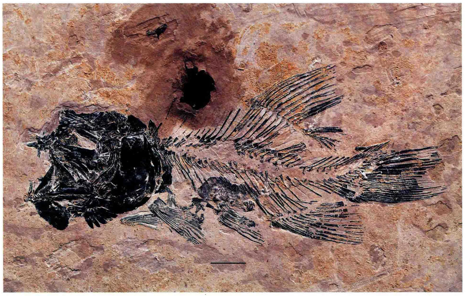 Gymnoichthys inoponatus, a Triassic marine reptile fossil from Luoping.