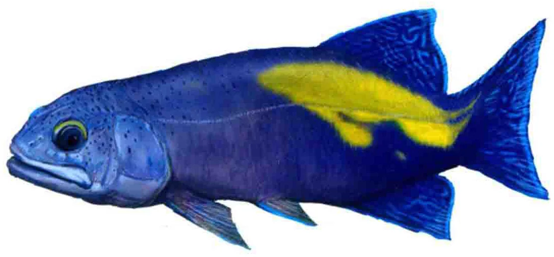 Gymnoichthys inoponatus, a Triassic marine reptile fossil from Luoping.