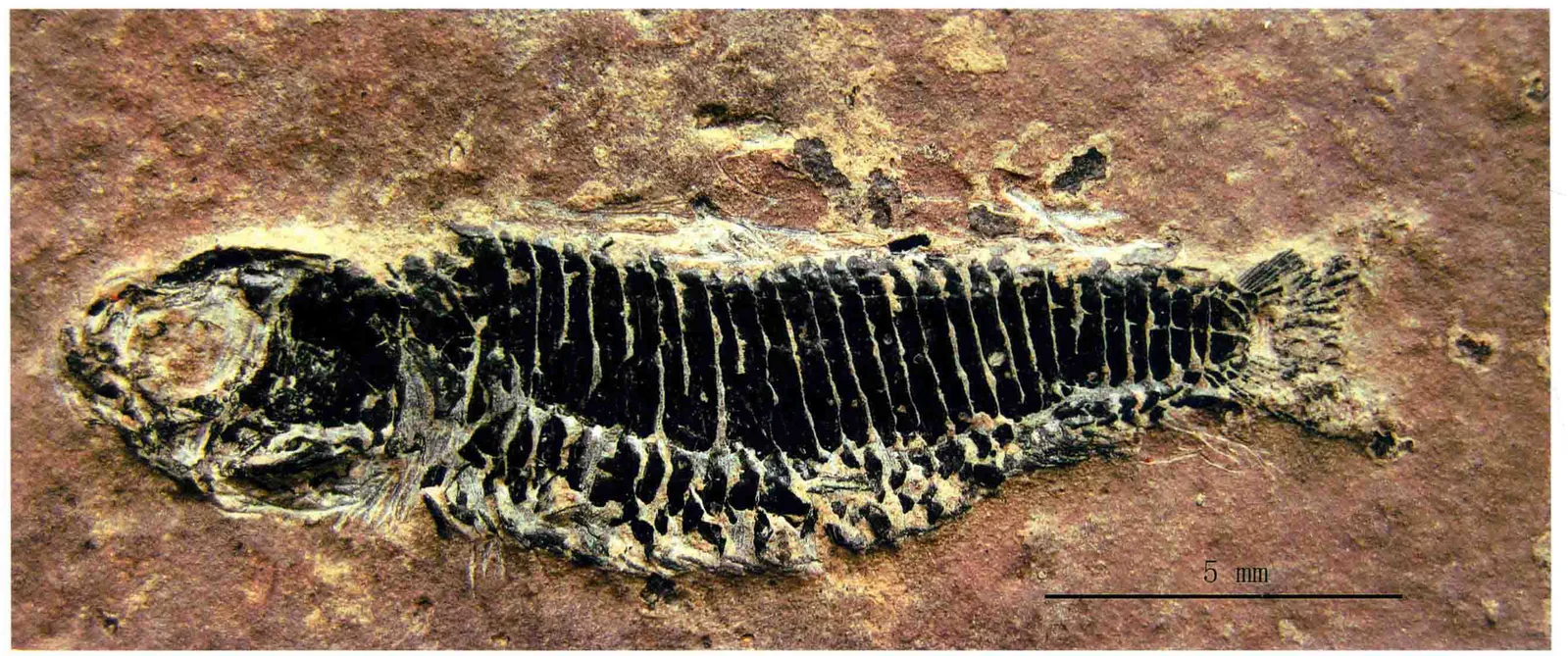 Habroichthys broughi, a Triassic marine reptile fossil from Luoping.