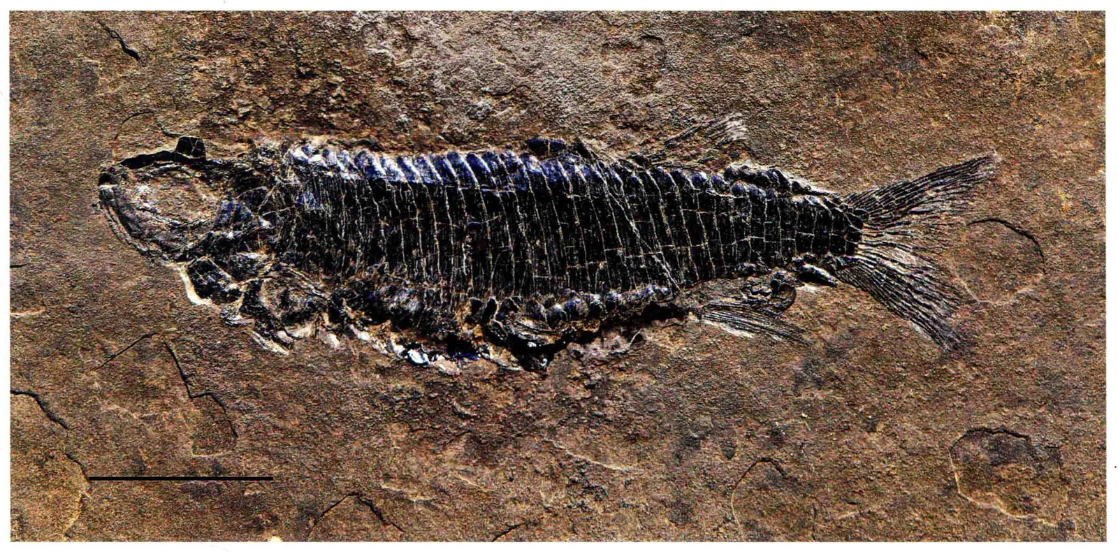 Habroichthys broughi, a Triassic marine reptile fossil from Luoping.