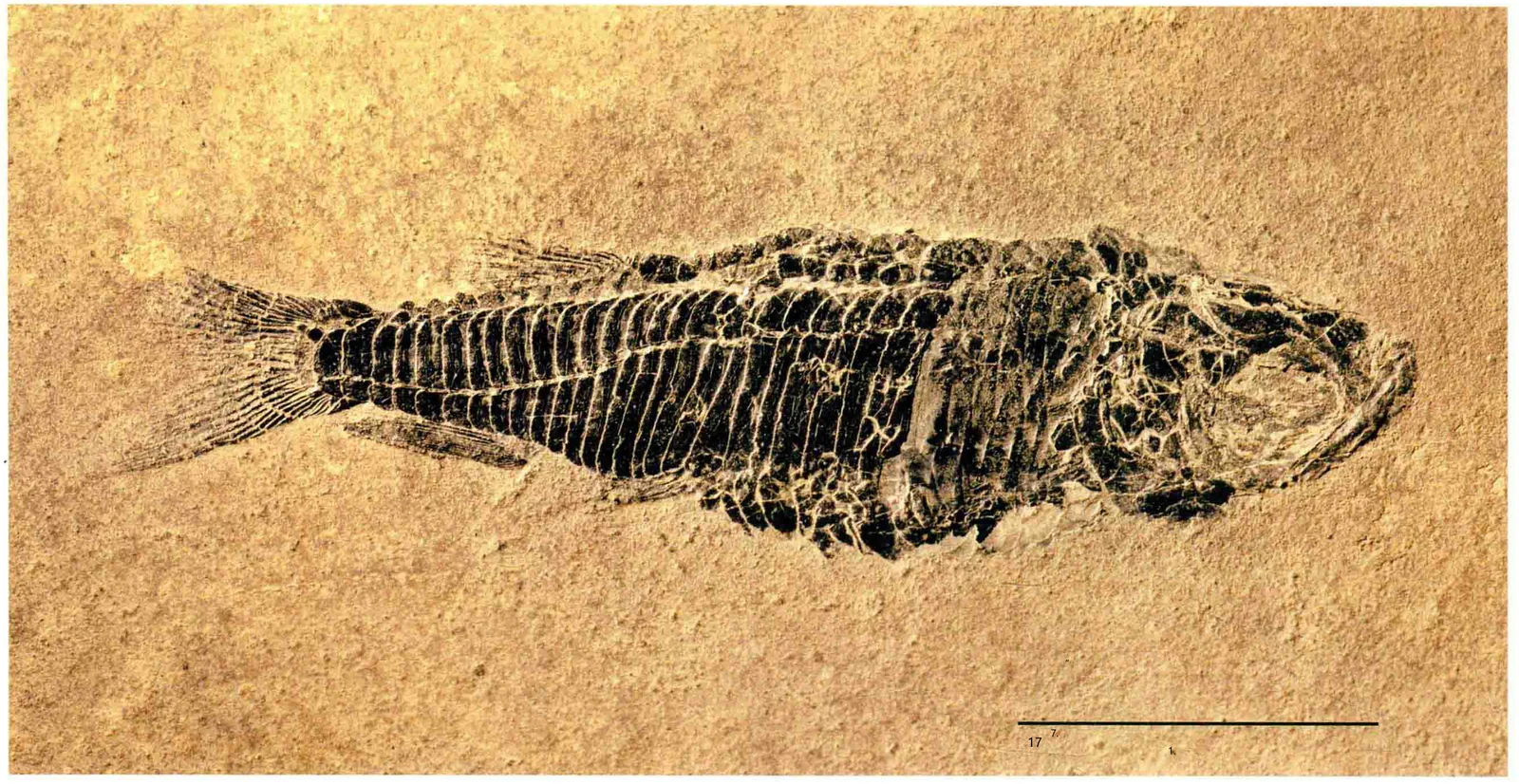 Habroichthys sp., a Triassic marine reptile fossil from Luoping.