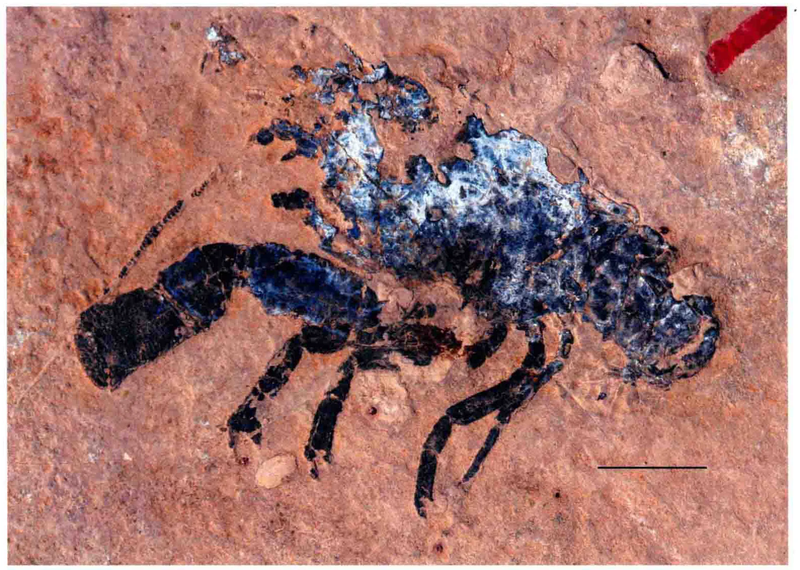 Koryncheiros luopingensis, a Triassic marine reptile fossil from Luoping.
