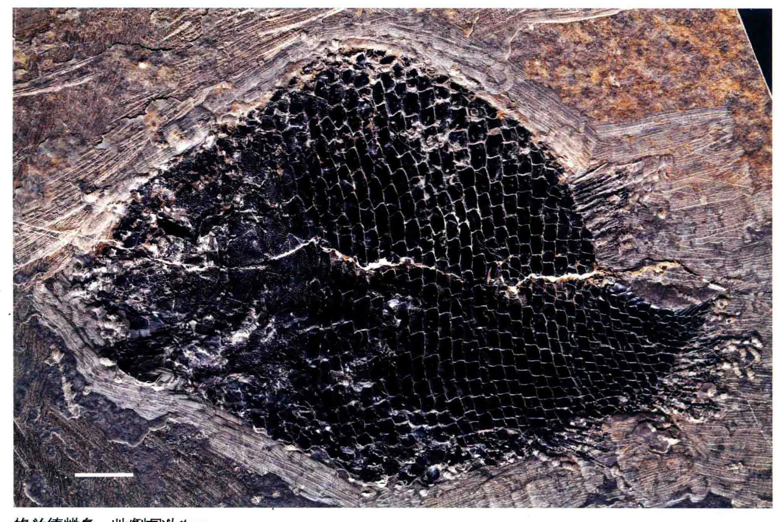 Kyphosichthys grandei, a Triassic marine reptile fossil from Luoping.