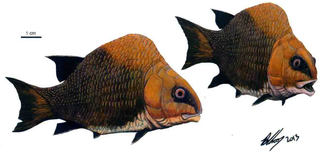 Kyphosichthys grandei, a Triassic marine reptile fossil from Luoping.