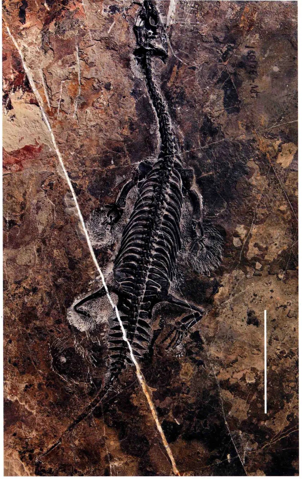 Lariosaurus sp., a Triassic marine reptile fossil from Luoping.