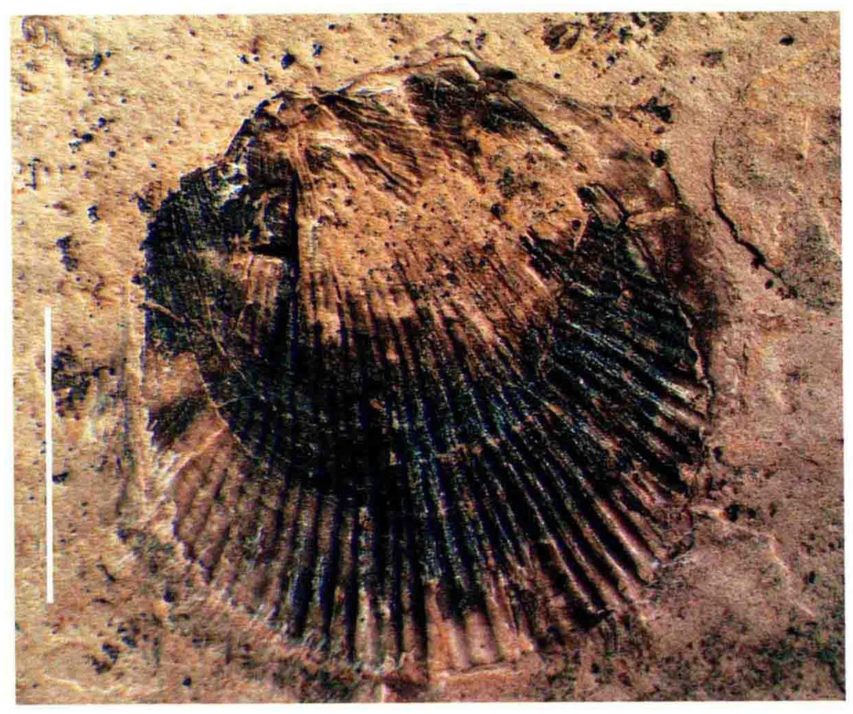 Leptochondria paradoxica, a Triassic marine reptile fossil from Luoping.