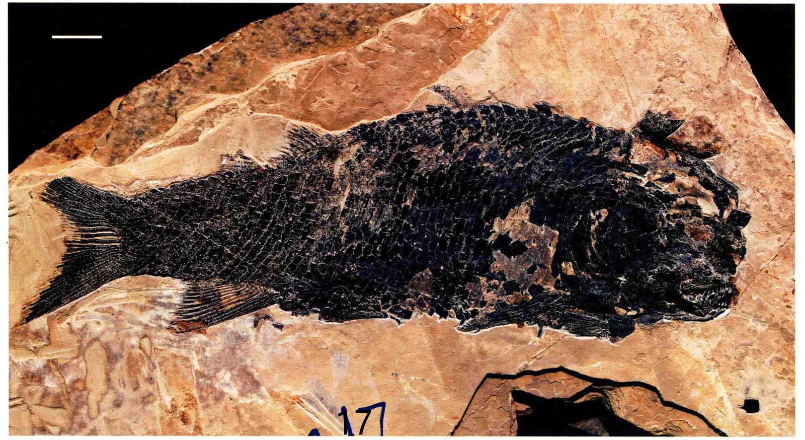 Loupingperleidus sui, a Triassic marine reptile fossil from Luoping.