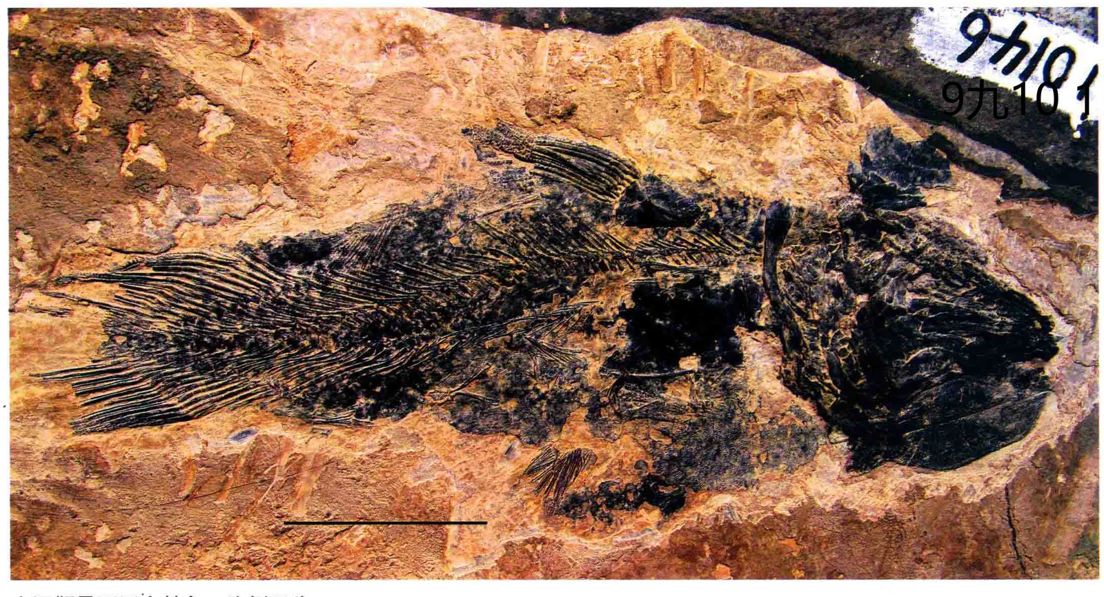 Luopingcoelacanthus eurylacrimalis, a Triassic marine reptile fossil from Luoping.