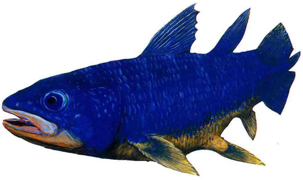 Luopingcoelacanthus eurylacrimalis, a Triassic marine reptile fossil from Luoping.
