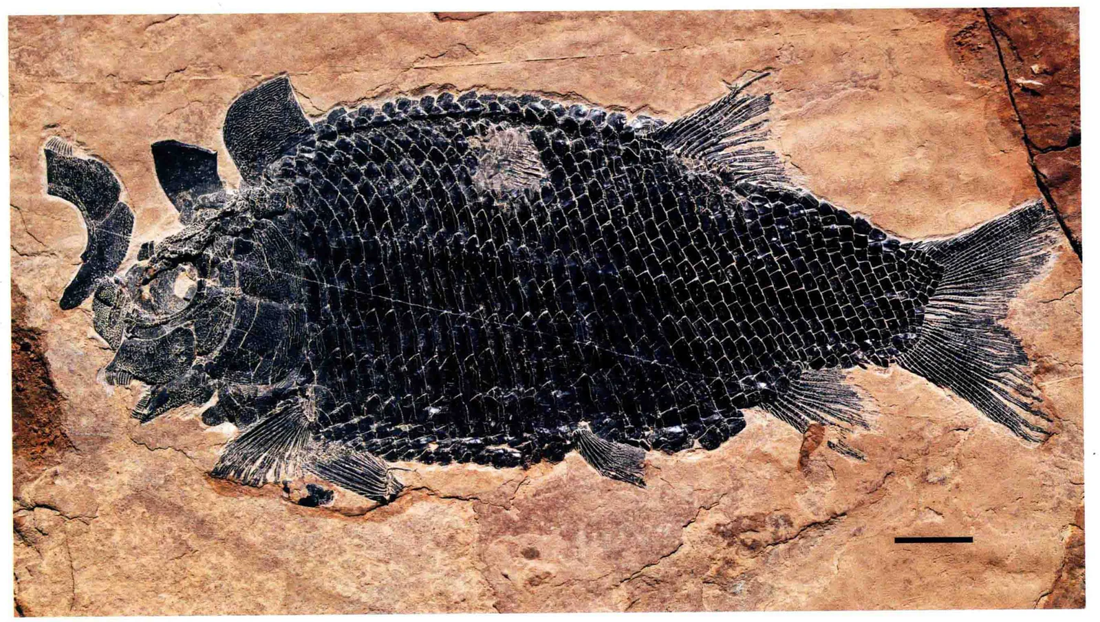 Luopingichthys bergi, a Triassic marine reptile fossil from Luoping.