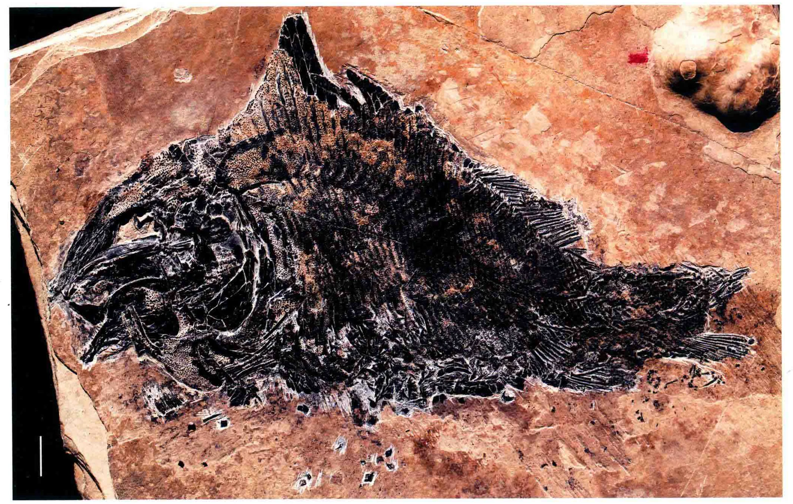 Luoxiongichthys hyperdorsalis, a Triassic marine reptile fossil from Luoping.