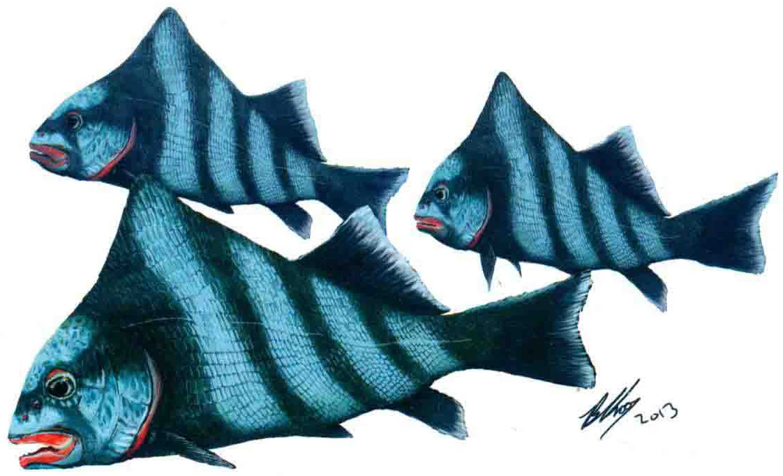 Luoxiongichthys hyperdorsalis, a Triassic marine reptile fossil from Luoping.