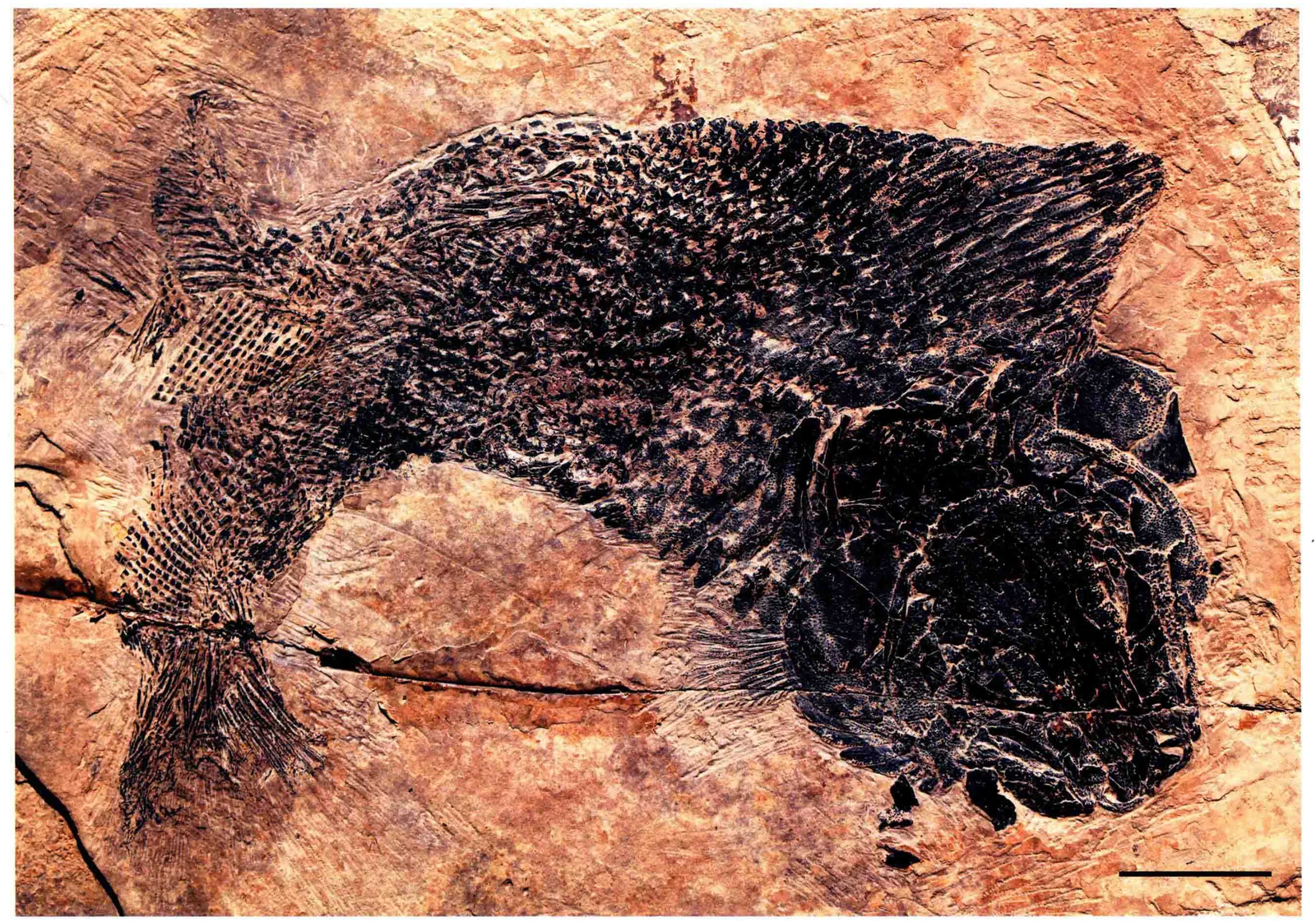 Luoxiongichthys hyperdorsalis, a Triassic marine reptile fossil from Luoping.