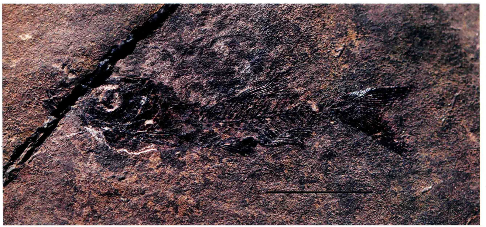 Marcopoloichthys ani, a Triassic marine reptile fossil from Luoping.