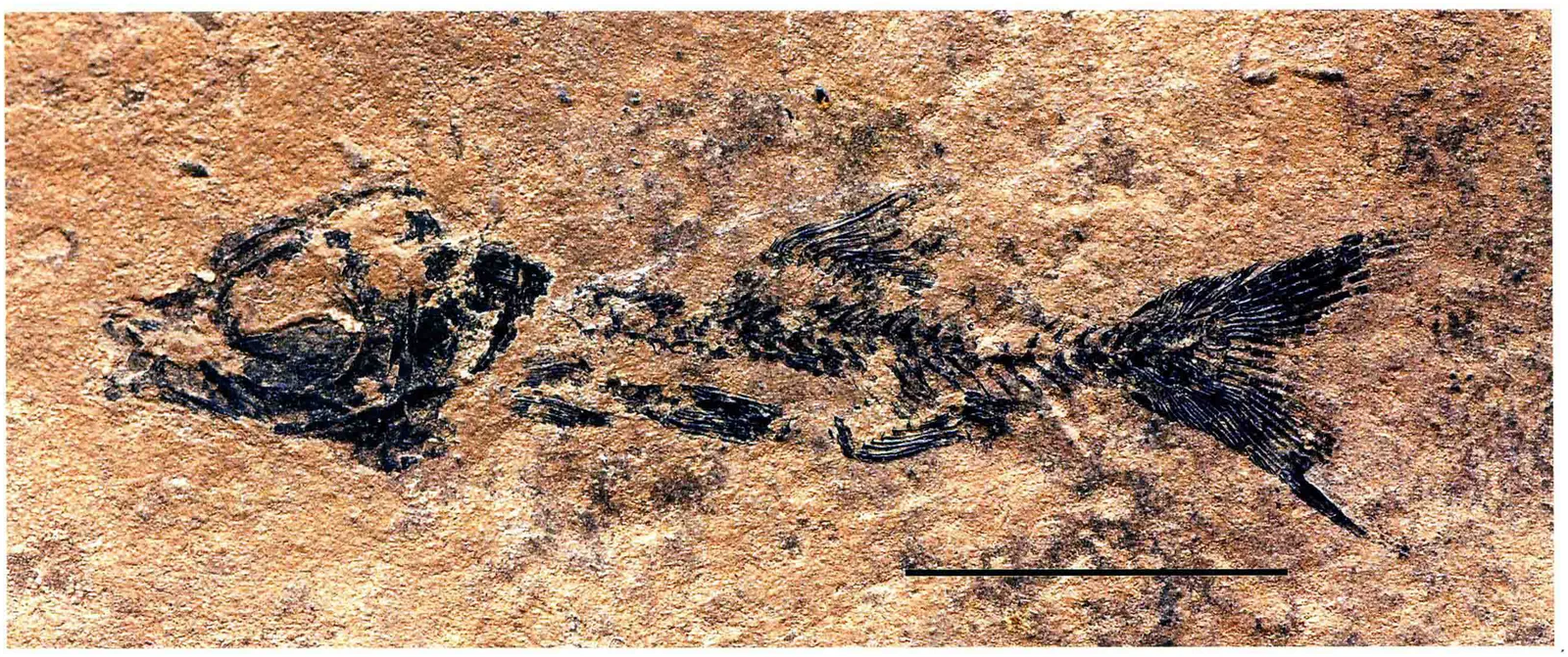 Marcopoloichthys ani, a Triassic marine reptile fossil from Luoping.