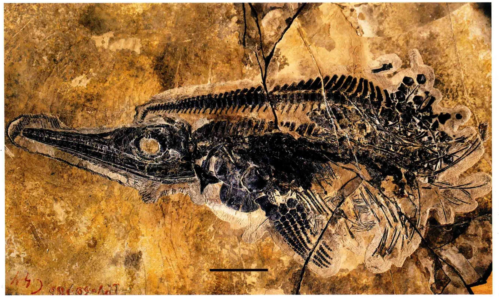 Mixosaurus cf. panxianensis, a Triassic marine reptile fossil from Luoping.
