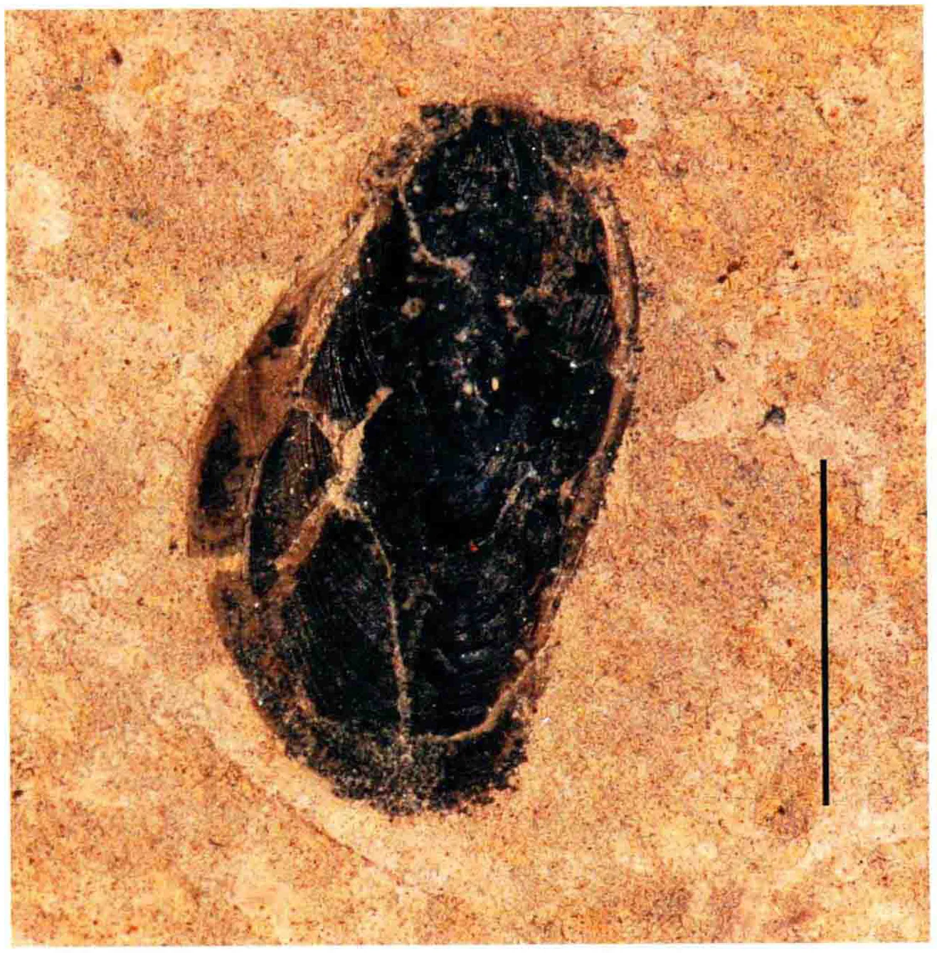 Modiolus cf. weiyuanensis, a Triassic marine reptile fossil from Luoping.