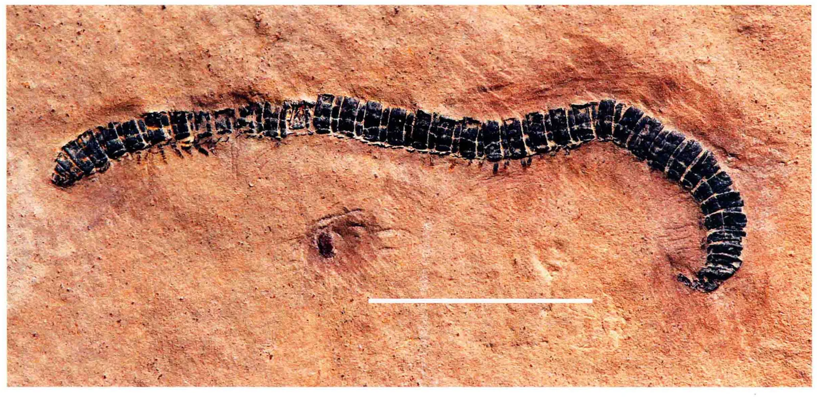 Myriapoda sp., a Triassic marine reptile fossil from Luoping.