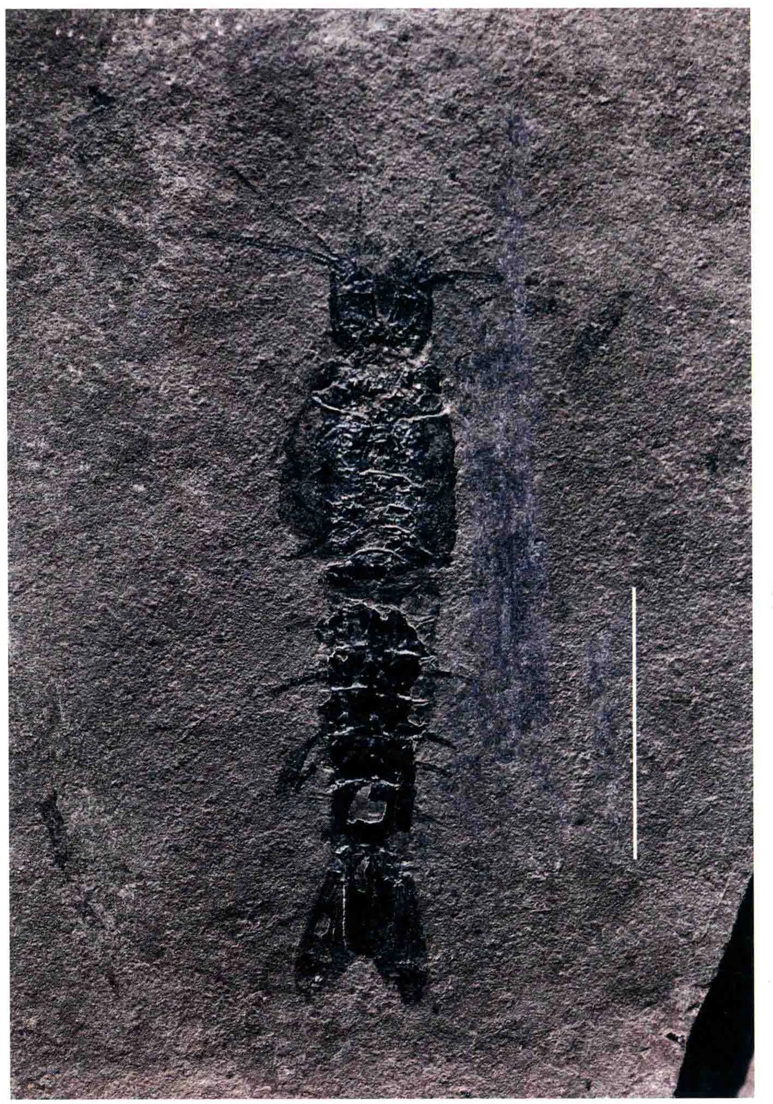 Mysidacea sp., a Triassic marine reptile fossil from Luoping.