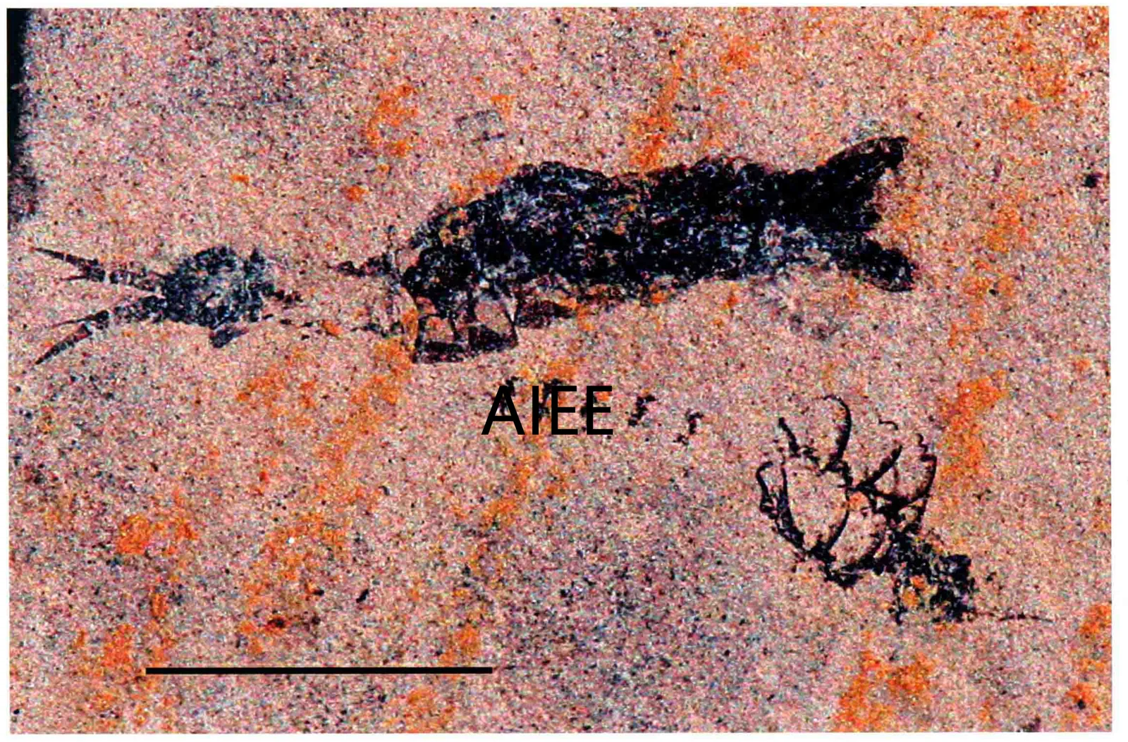 Mysidacea sp., a Triassic marine reptile fossil from Luoping.