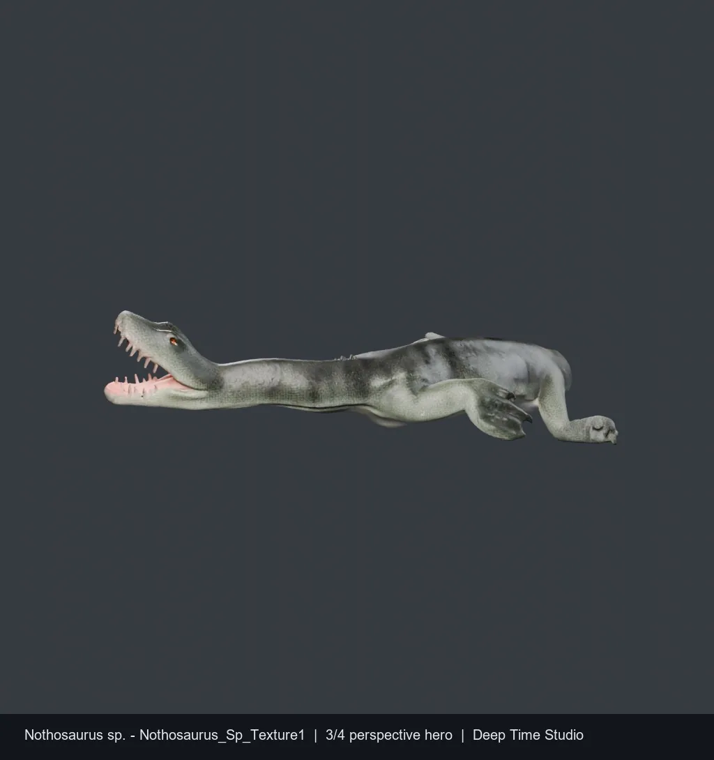 Nothosaurus sp., a Triassic marine reptile fossil from Europe.