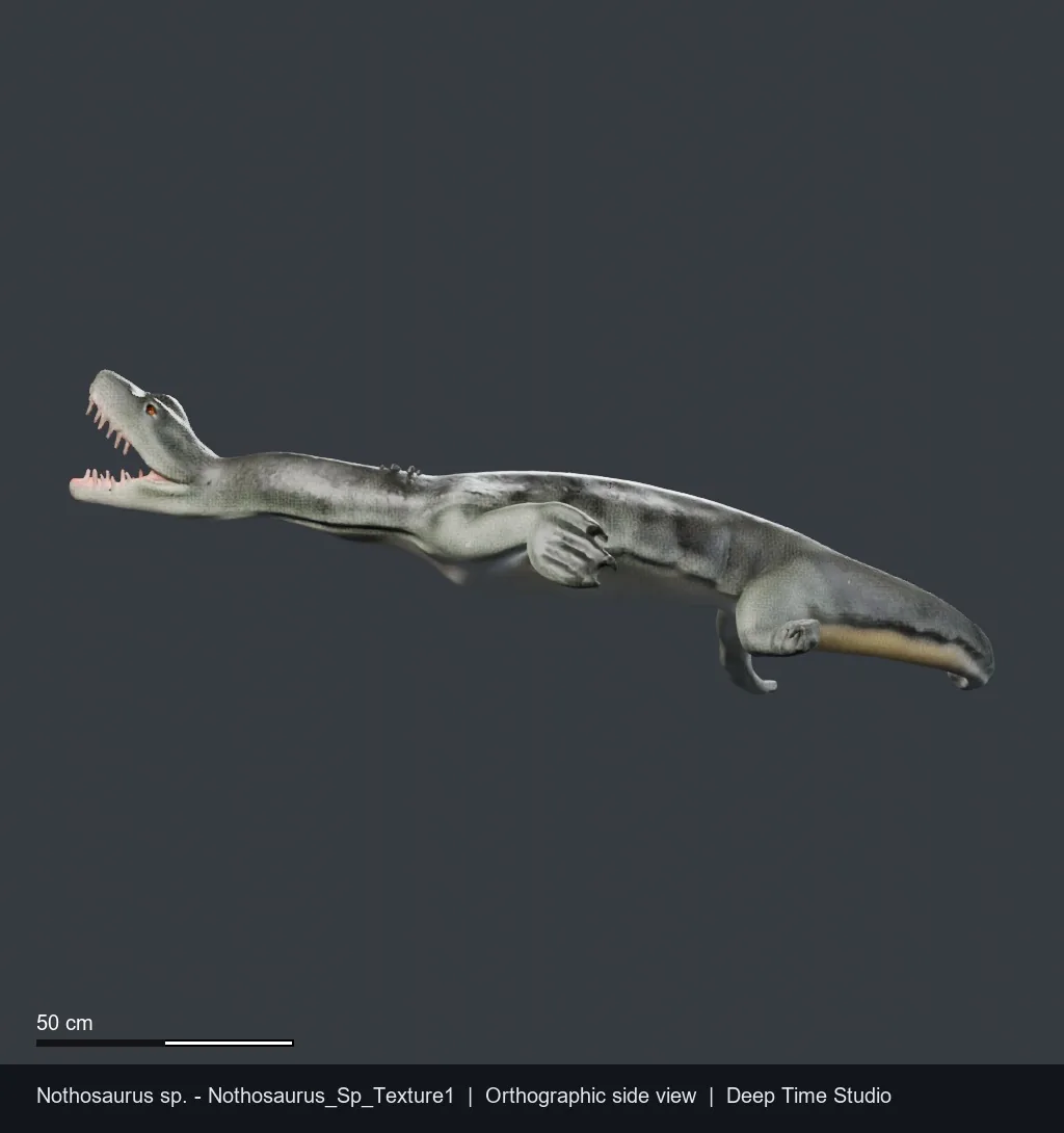 Nothosaurus sp., a Triassic marine reptile fossil from Europe.