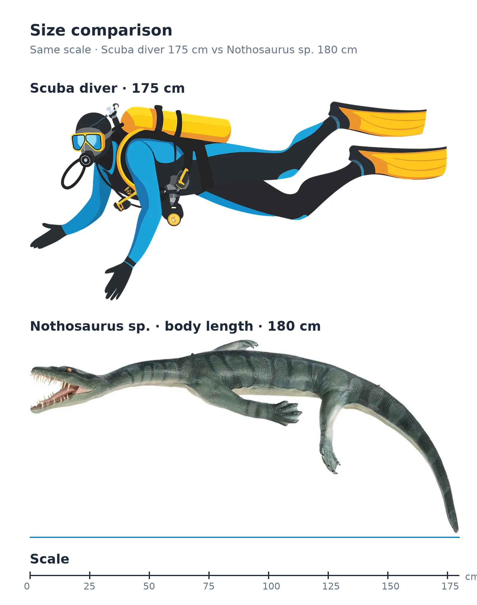 Nothosaurus sp., a Triassic marine reptile fossil from Europe.