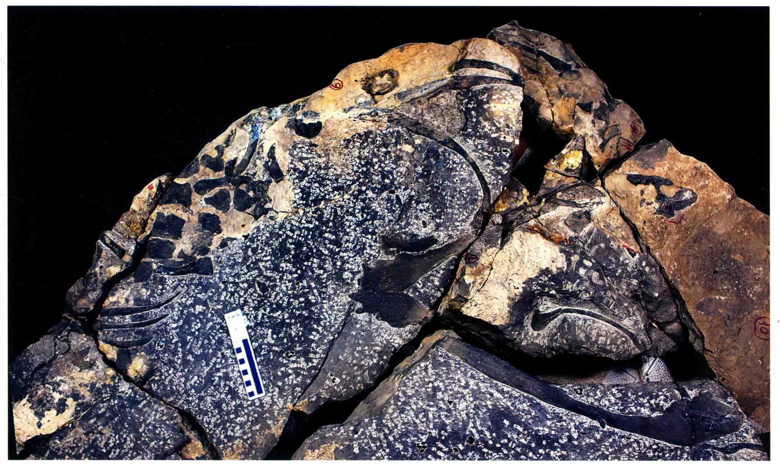 Nothosaurus zhangi, a Triassic marine reptile fossil from Luoping.