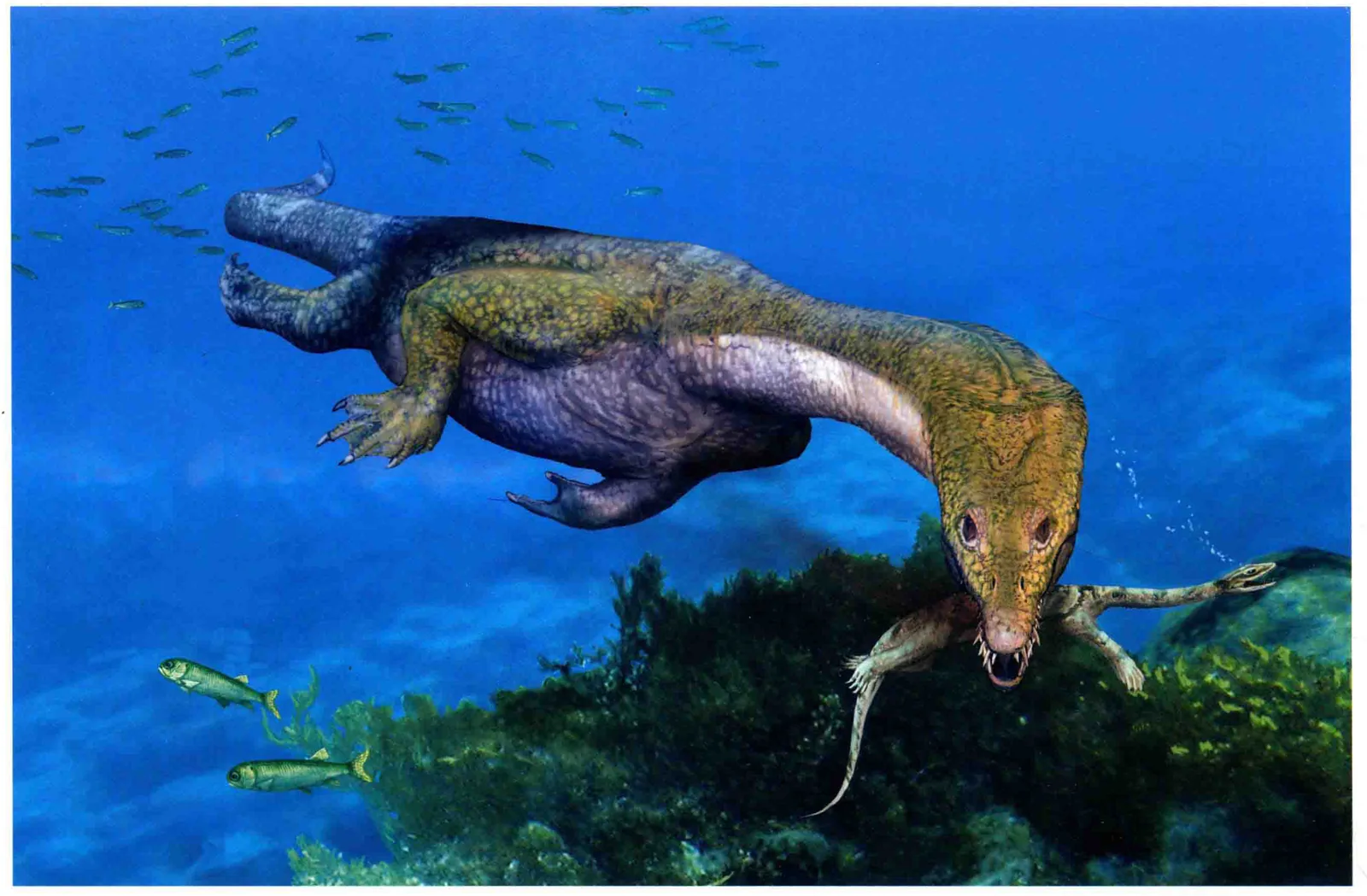 Nothosaurus zhangi, a Triassic marine reptile fossil from Luoping.