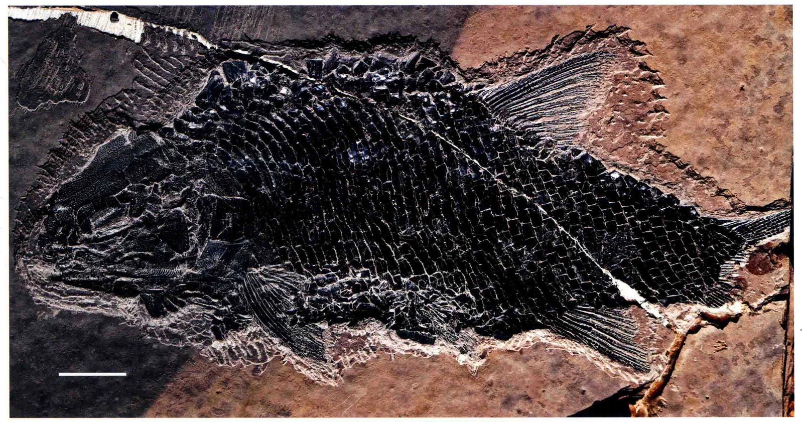 Perleidus sinensis, a Triassic marine reptile fossil from Luoping.