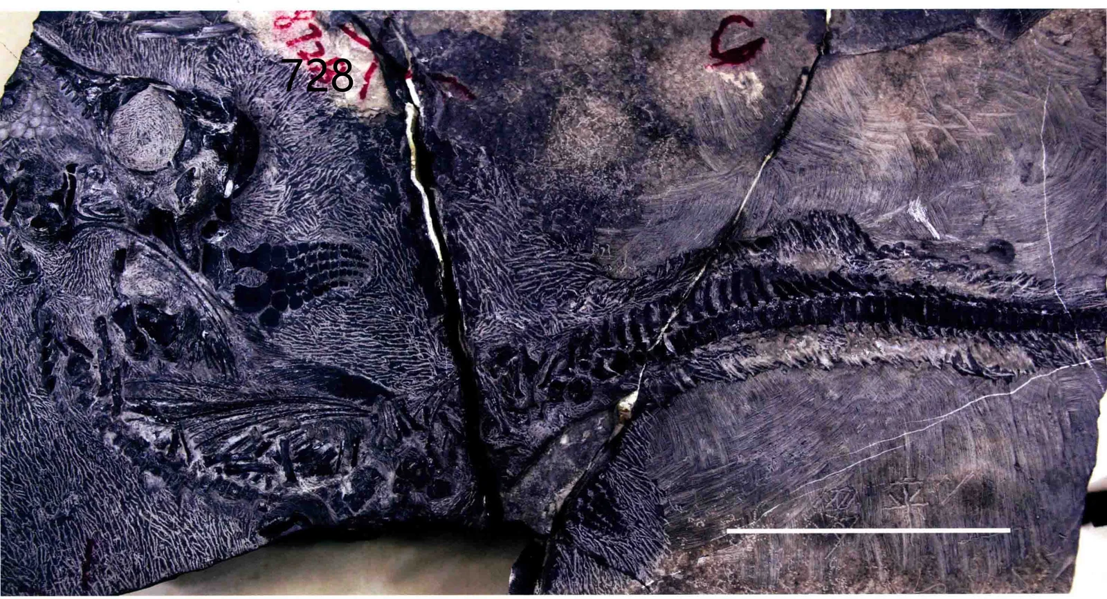 Phalarodon atavus, a Triassic marine reptile fossil from Luoping.