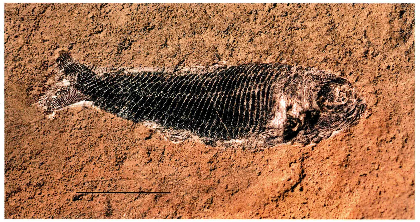 Placopleurus sp., a Triassic marine reptile fossil from Luoping.
