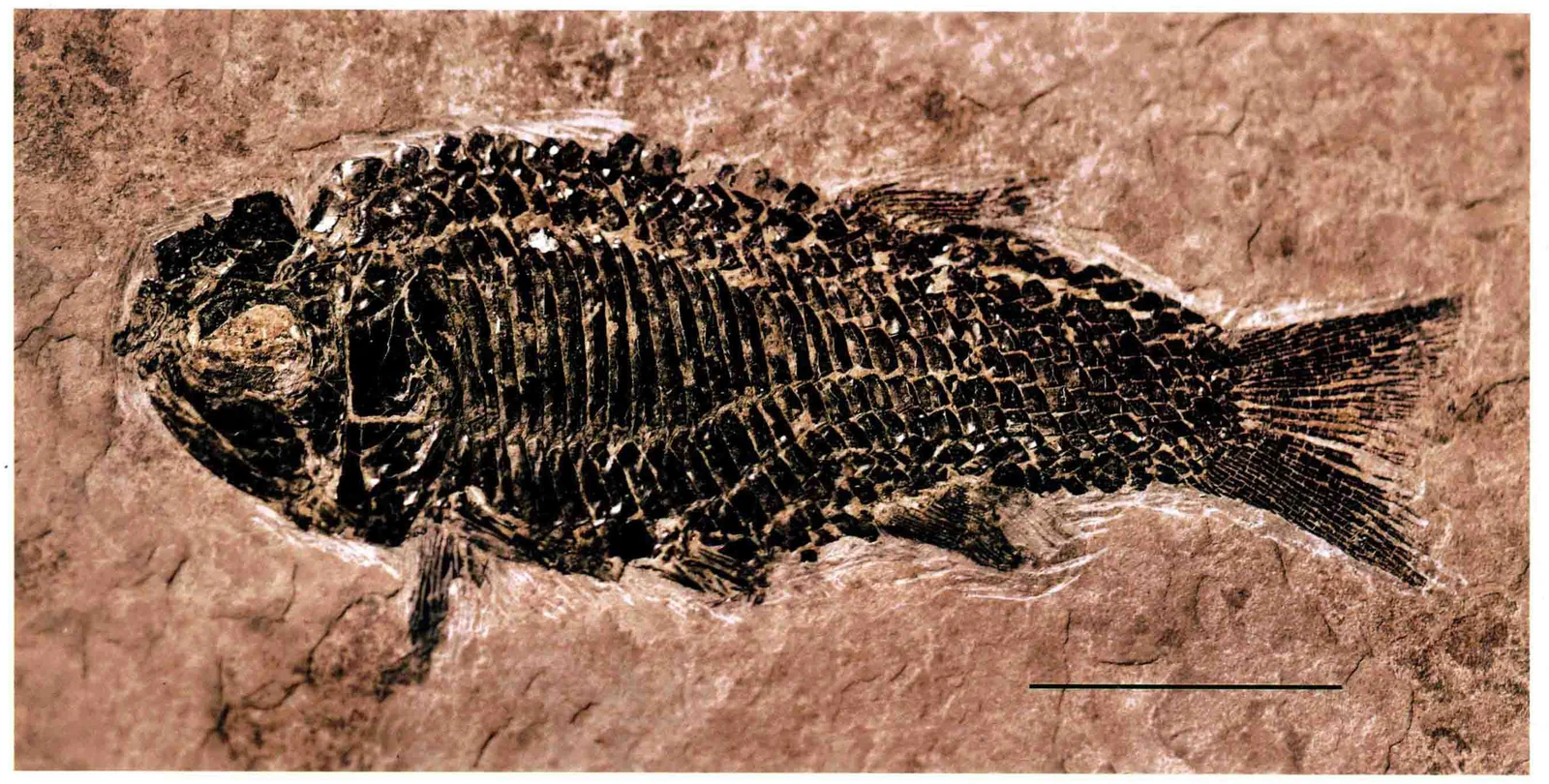 Placopleurus sp., a Triassic marine reptile fossil from Luoping.