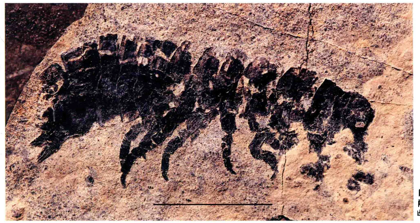 Protamphisopus baii, a Triassic marine reptile fossil from Luoping.