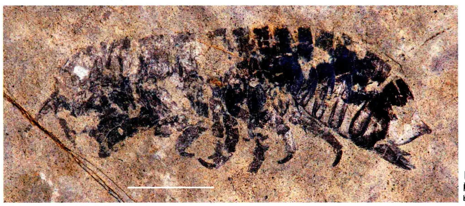 Protamphisopus baii, a Triassic marine reptile fossil from Luoping.