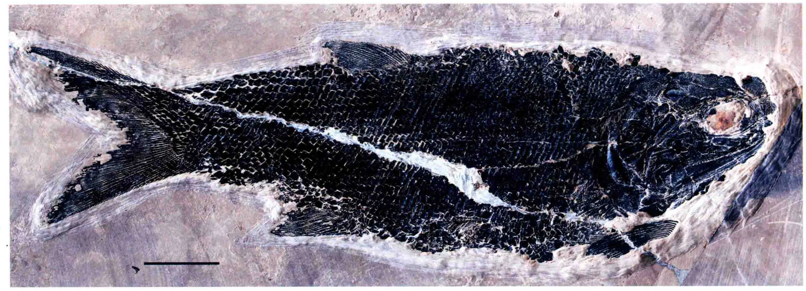 Pteronisculus nielseni, a Triassic marine reptile fossil from Luoping.