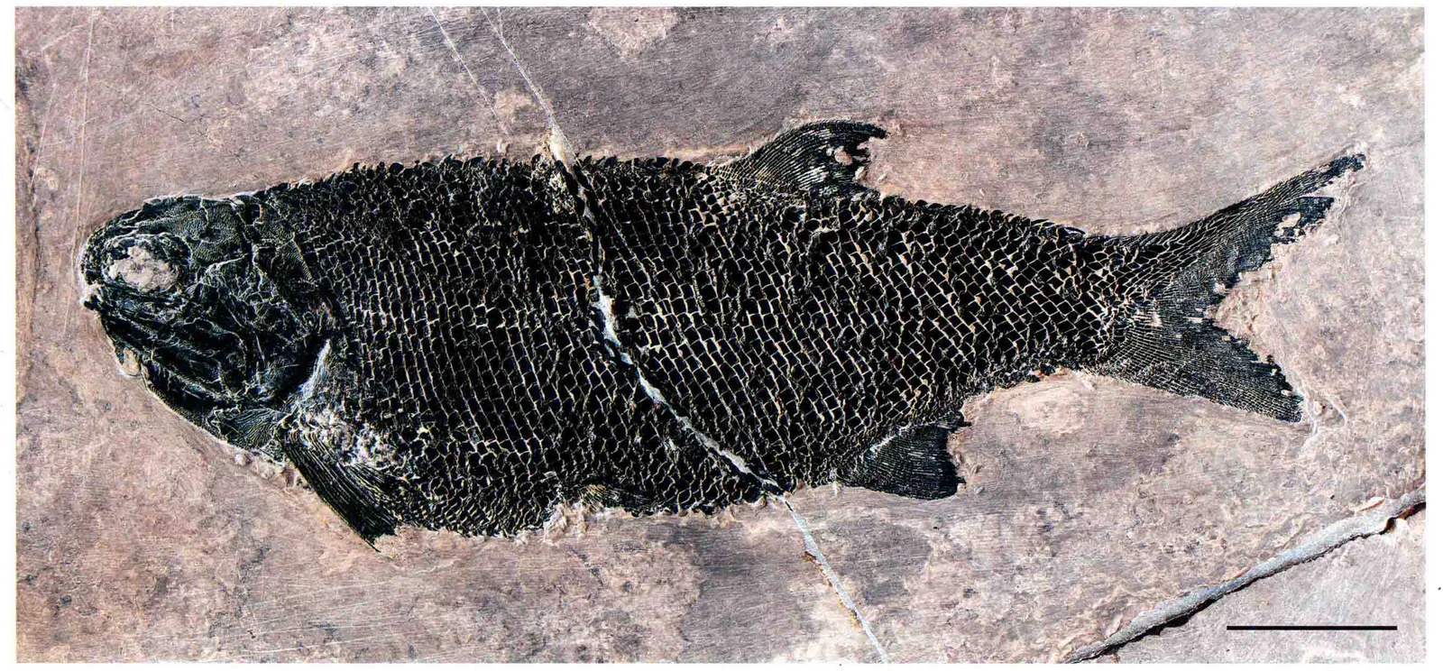 Pteronisculus nielseni, a Triassic marine reptile fossil from Luoping.