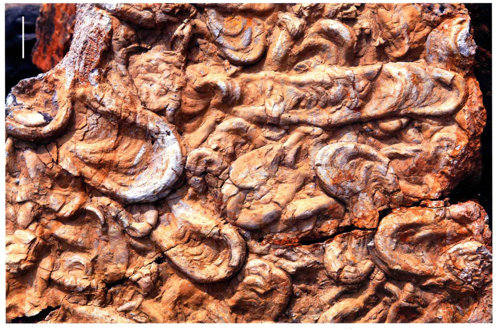 Rhizocorallium jenense, a Triassic marine reptile fossil from Luoping.