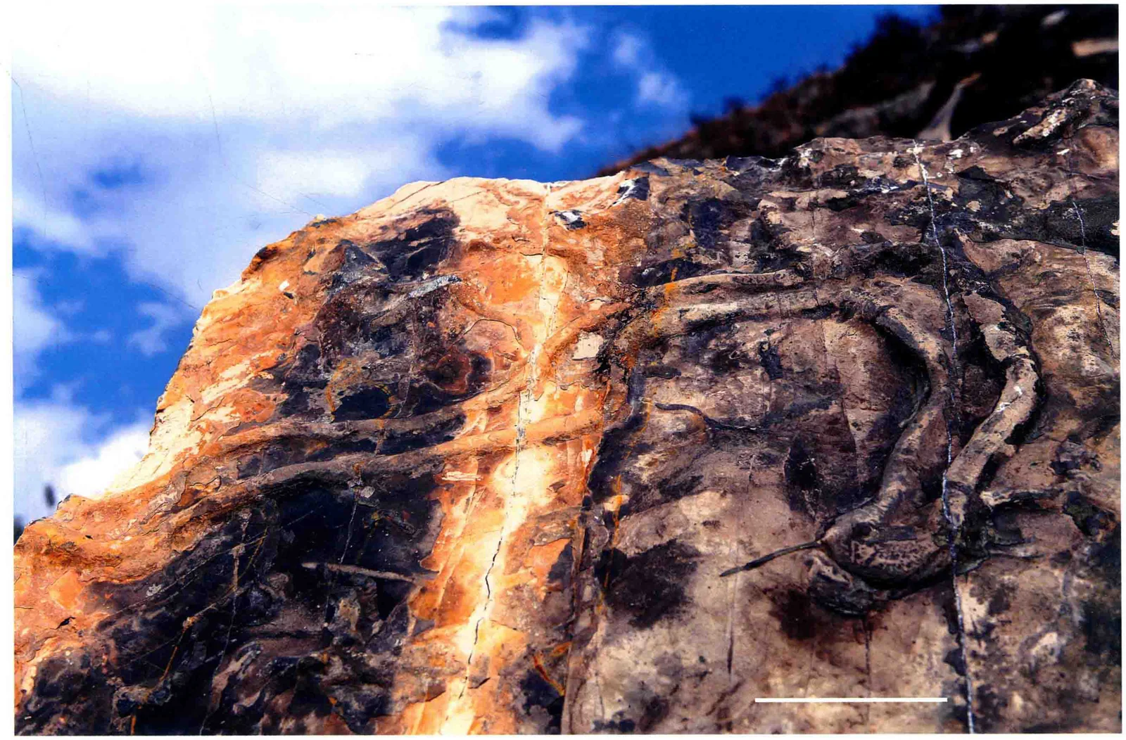 Rhizocorallium jenense, a Triassic marine reptile fossil from Luoping.