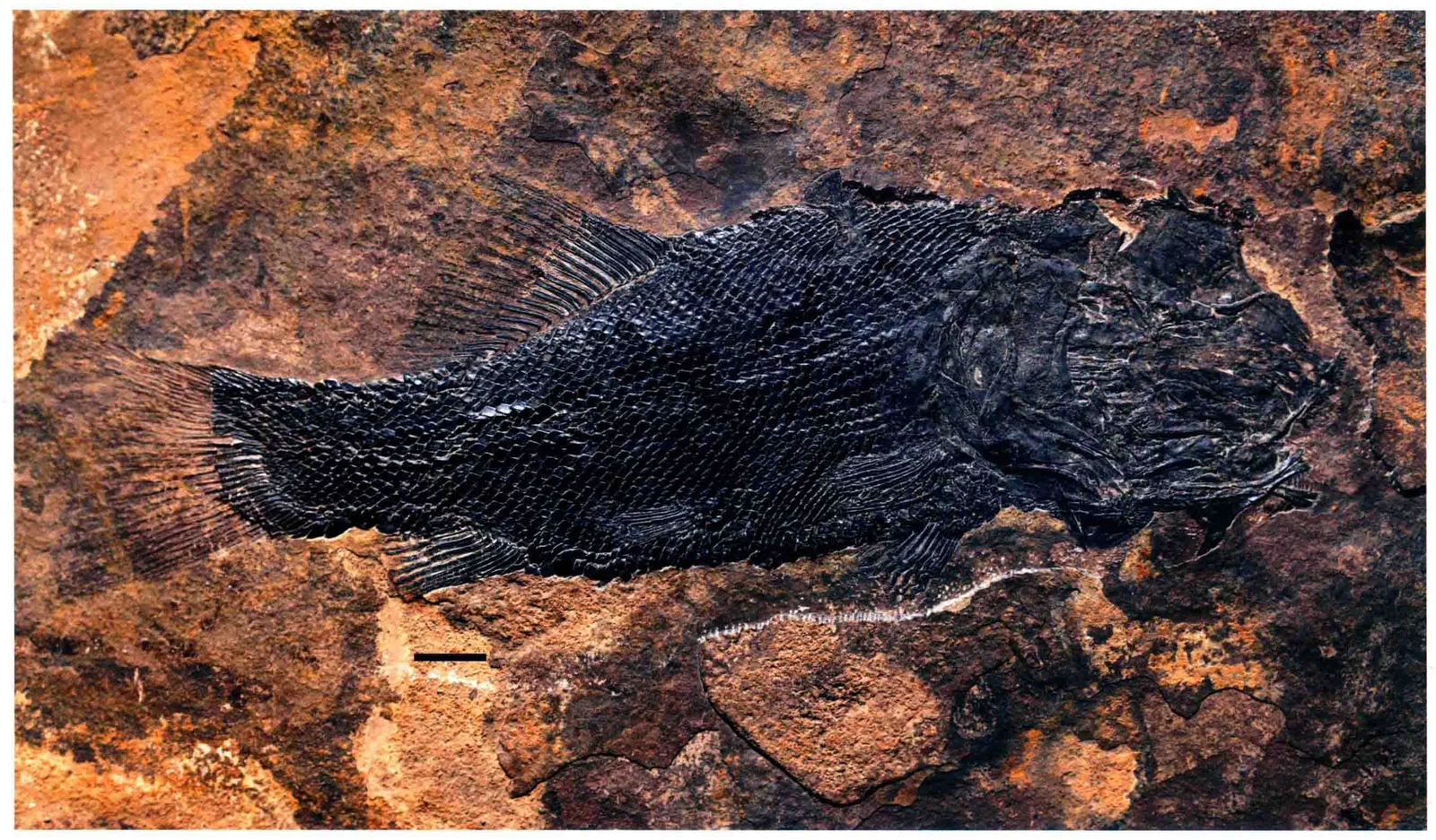 Robustichthys luopingensis, a Triassic marine reptile fossil from Luoping.