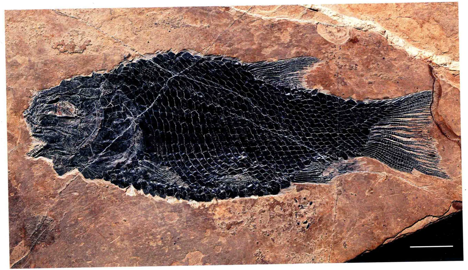 Sangiorgioichthys sui, a Triassic marine reptile fossil from Luoping.