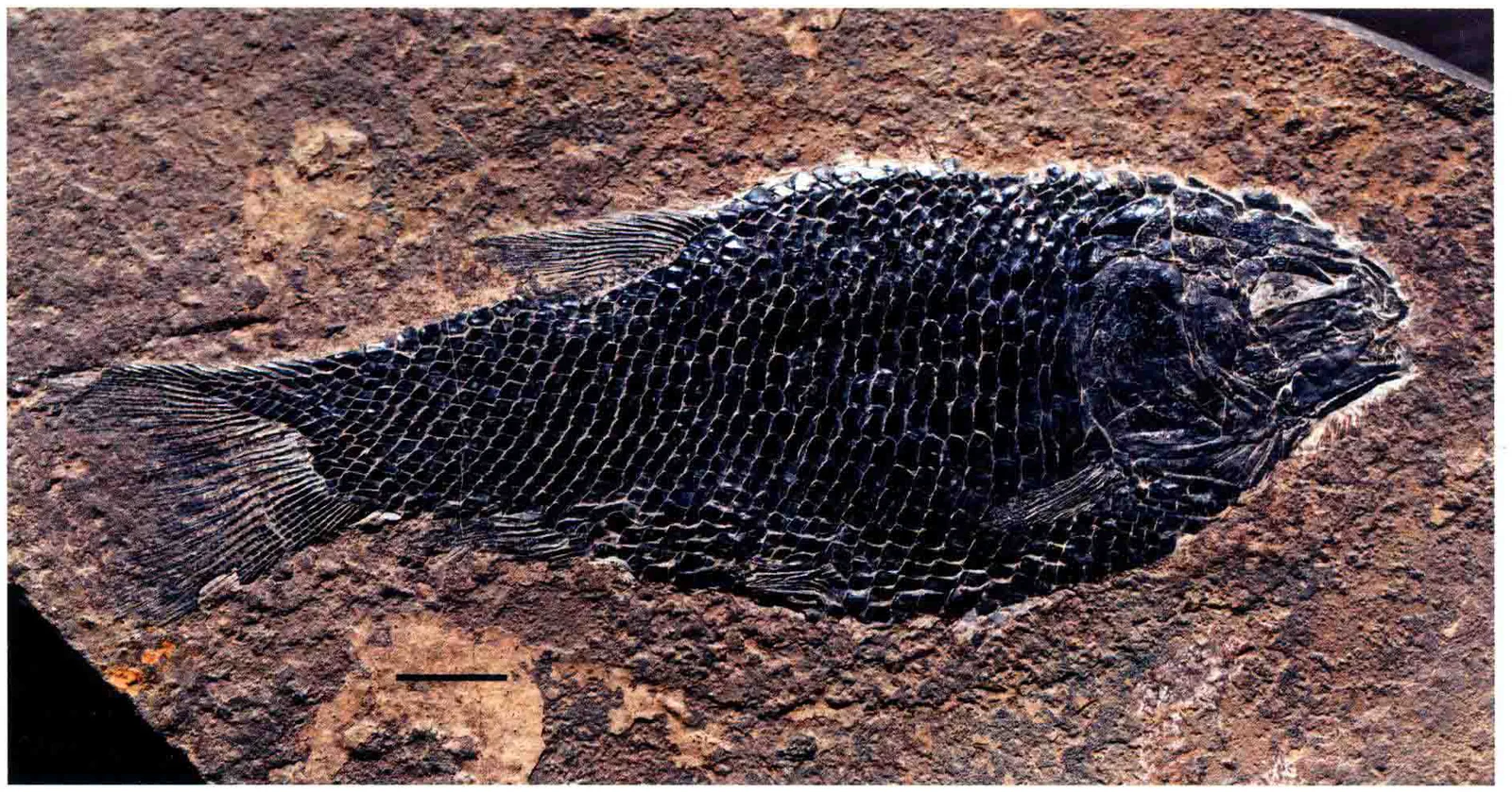 Sangiorgioichthys sui, a Triassic marine reptile fossil from Luoping.
