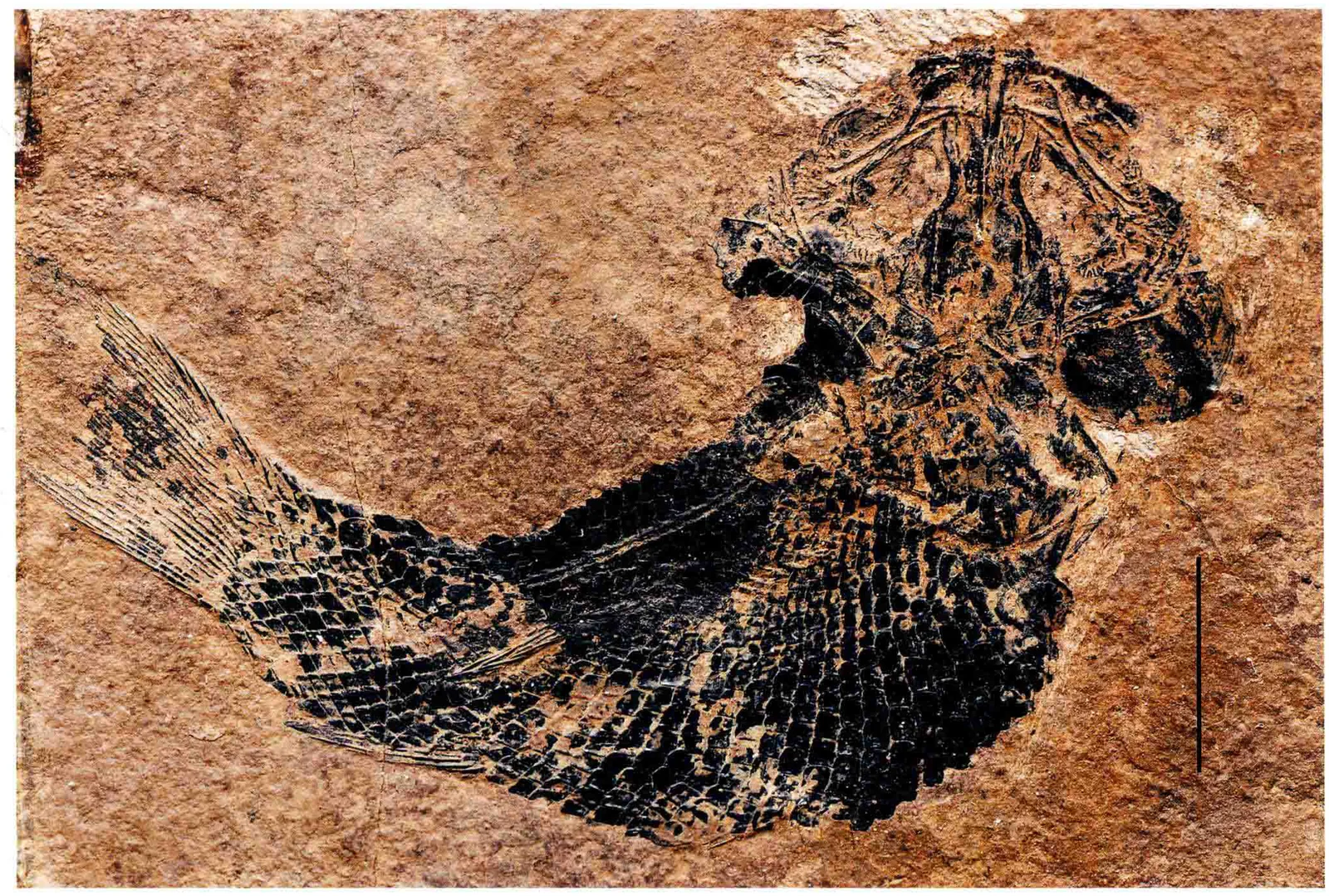 Sangiorgioichthys sui, a Triassic marine reptile fossil from Luoping.