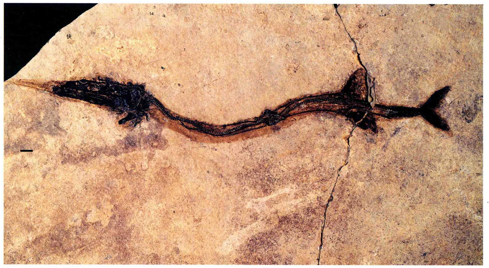 Saurichthys dawaziensis, a Triassic marine reptile fossil from Luoping.