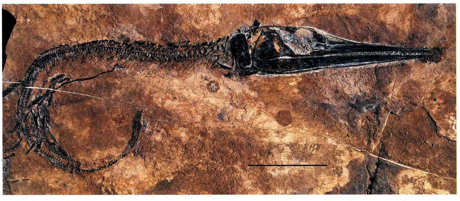 Saurichthys yunnanensis, a Triassic marine reptile fossil from Luoping.