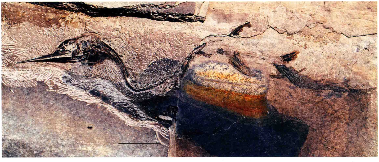 Sinosaurichthys longipectoralis, a Triassic marine reptile fossil from Luoping.